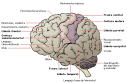cerebro